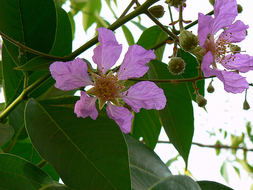 banaba2